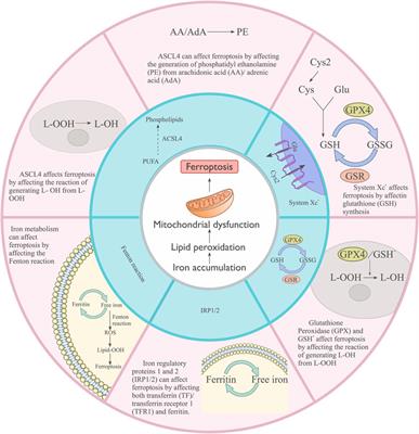 Hippo pathway in intestinal diseases focusing on Frontiers